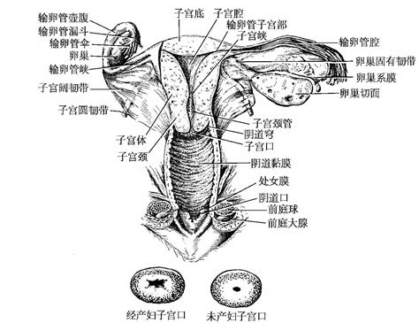 陰女|女性生殖器